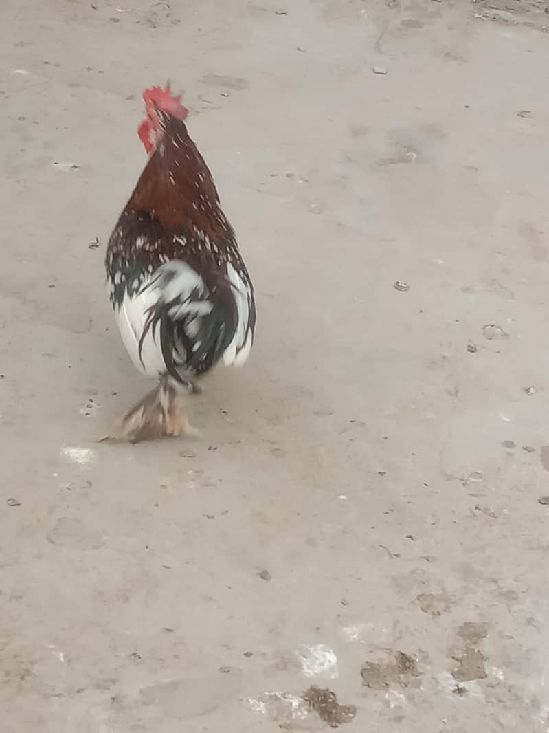 fancy murga 0