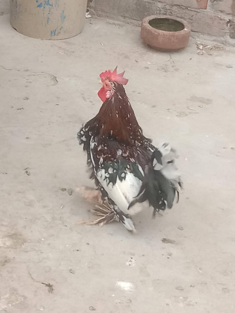 fancy murga 1
