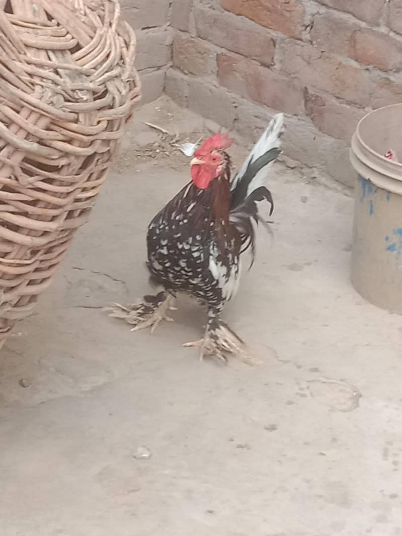 fancy murga 2