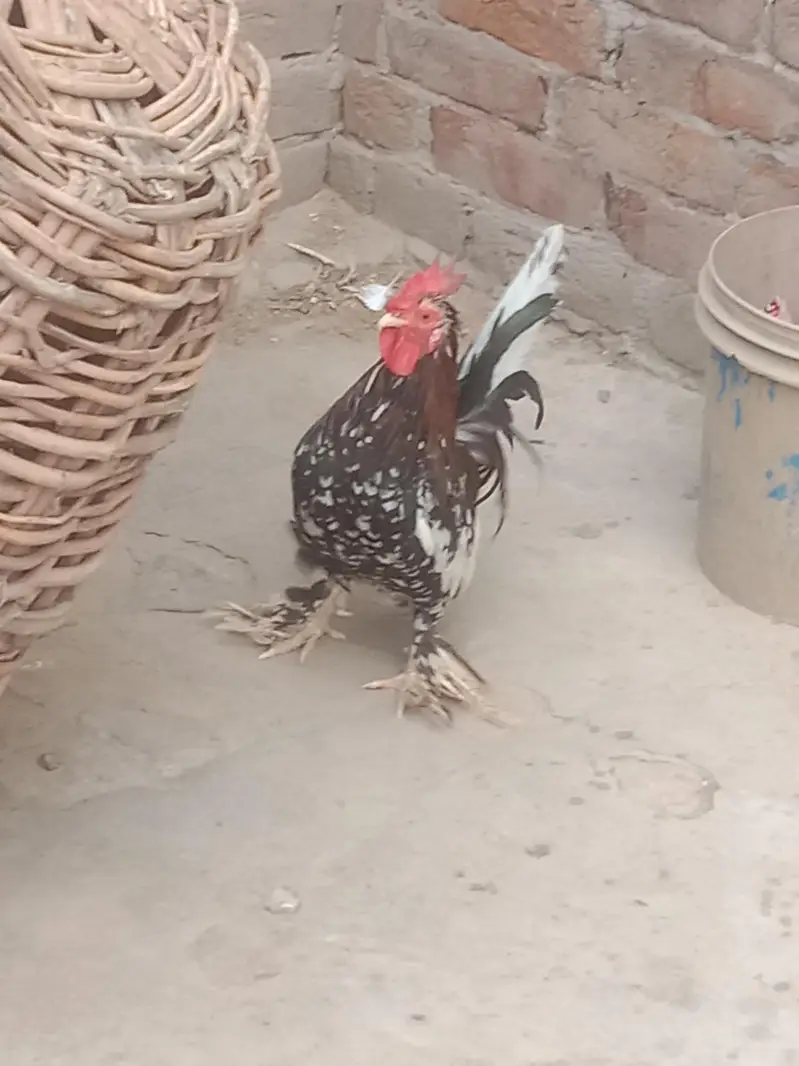 fancy murga — photo 3