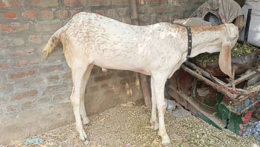 Makhi Chena Bakra For Sale