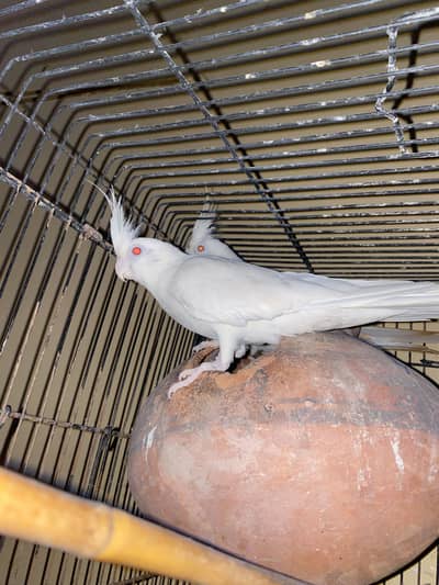 Cocktail red eye