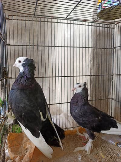 Pigeons  for sale