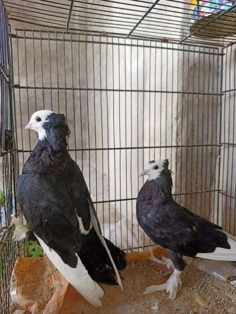 Pigeons  for sale