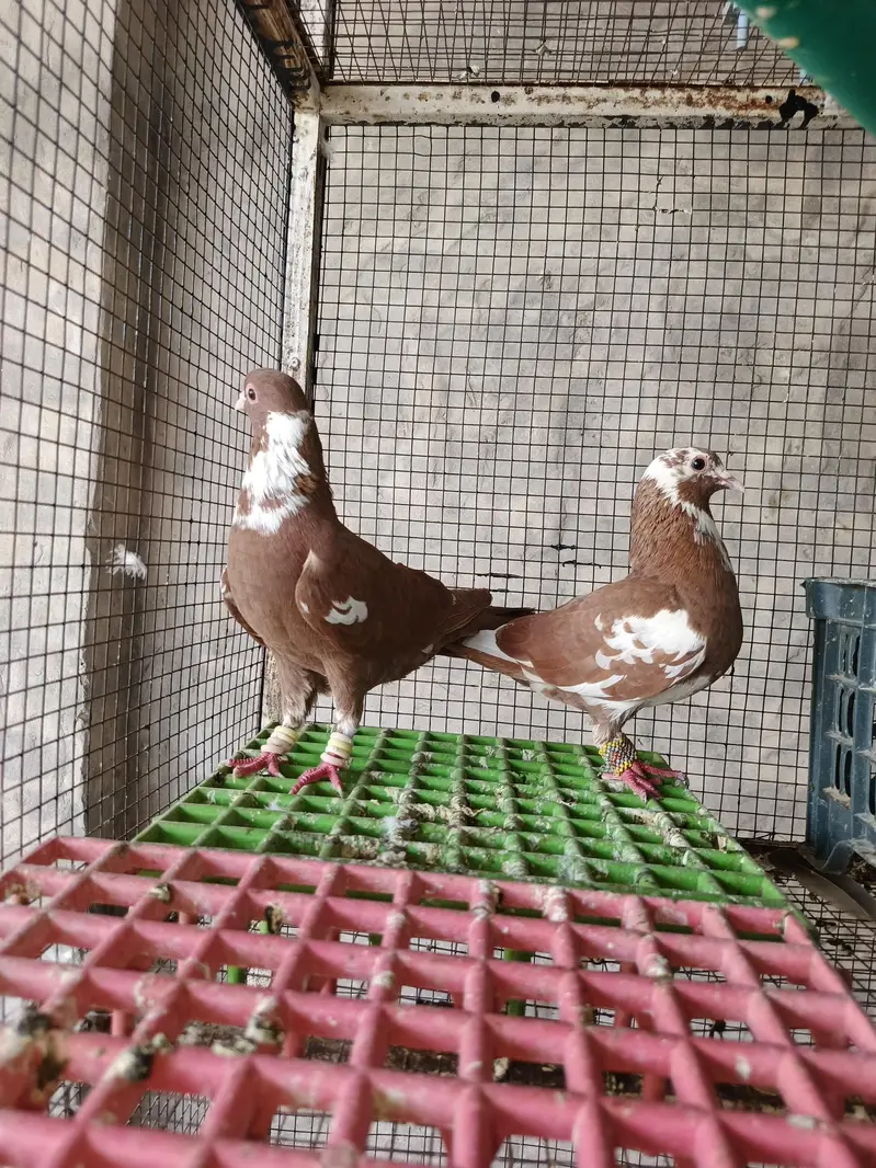 Pigeons  for sale — photo 2