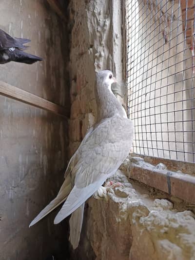 Pigeons  siyah pbai pair qasny pair Laal ghagri female and khaal Laal