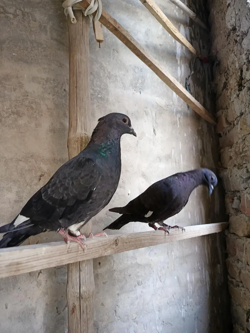 Pigeons  for sale — photo 4