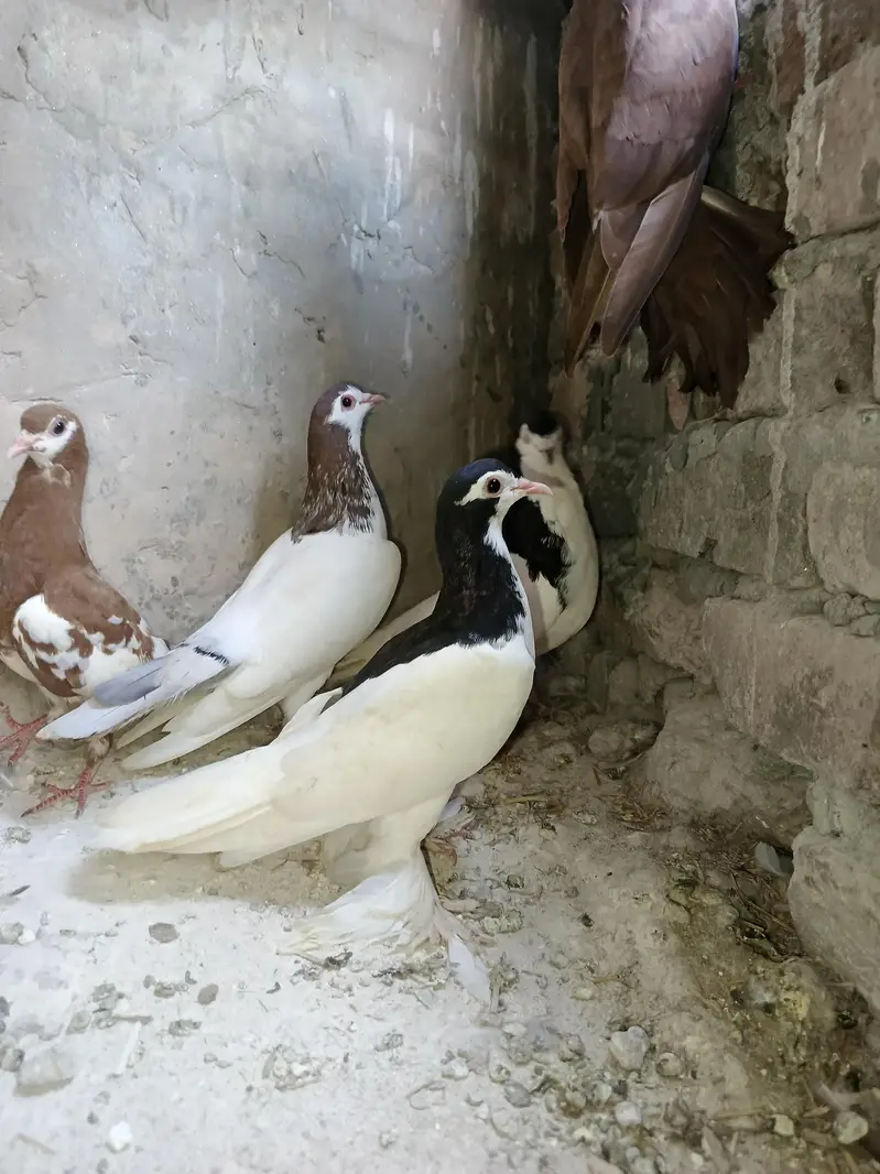 Pigeons  for sale — photo 5