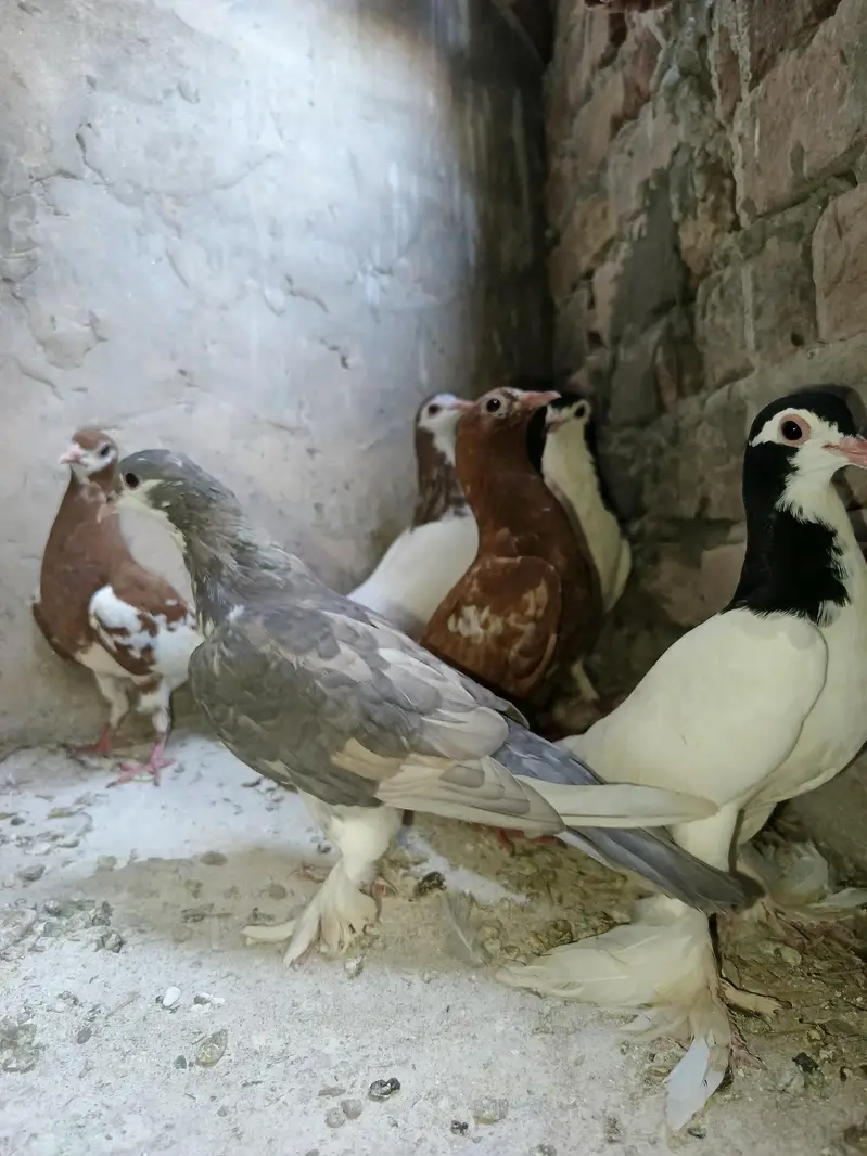 Pigeons  for sale — photo 7