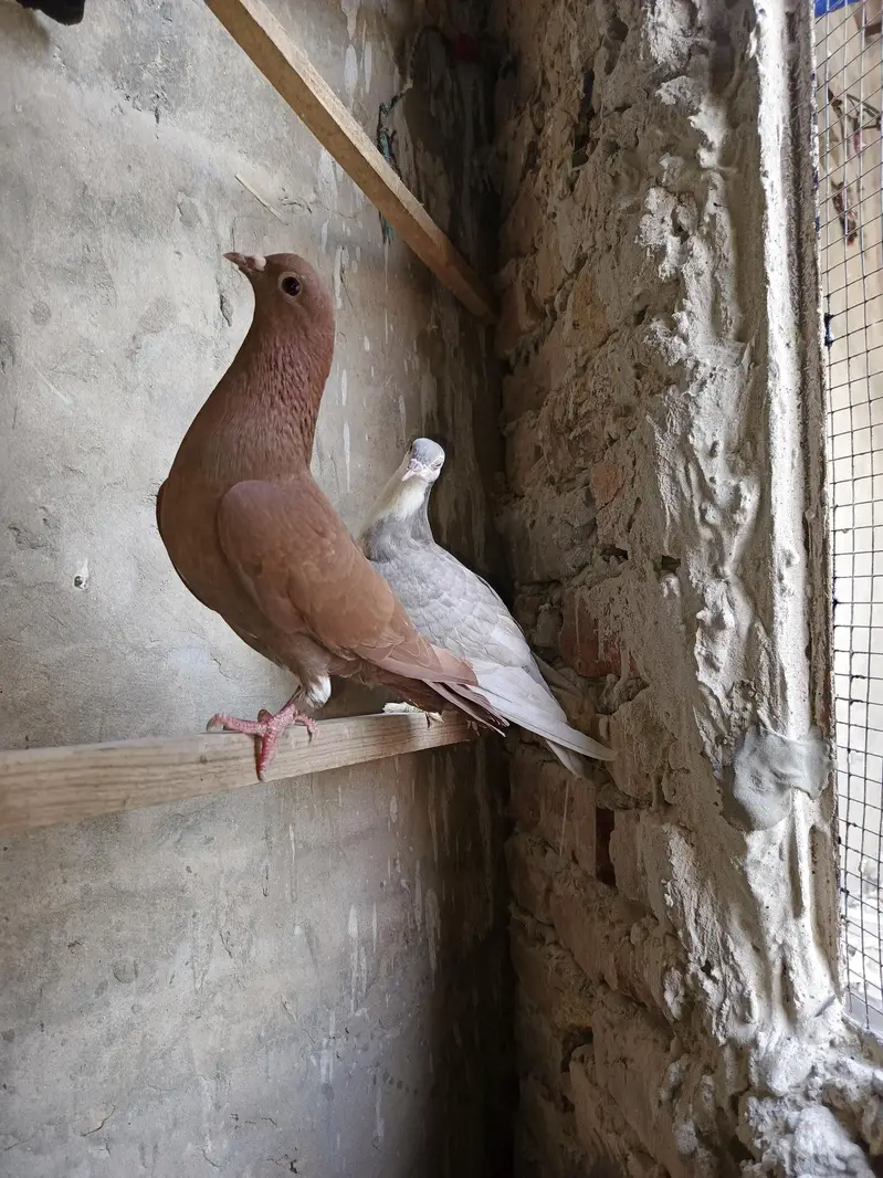 Pigeons  for sale — photo 9