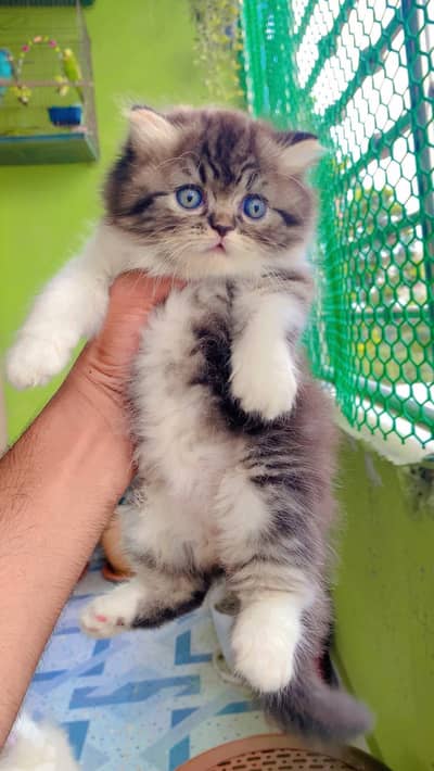 Quality Persian Punchface cat & kitten. moreWhatsApp 03704601257