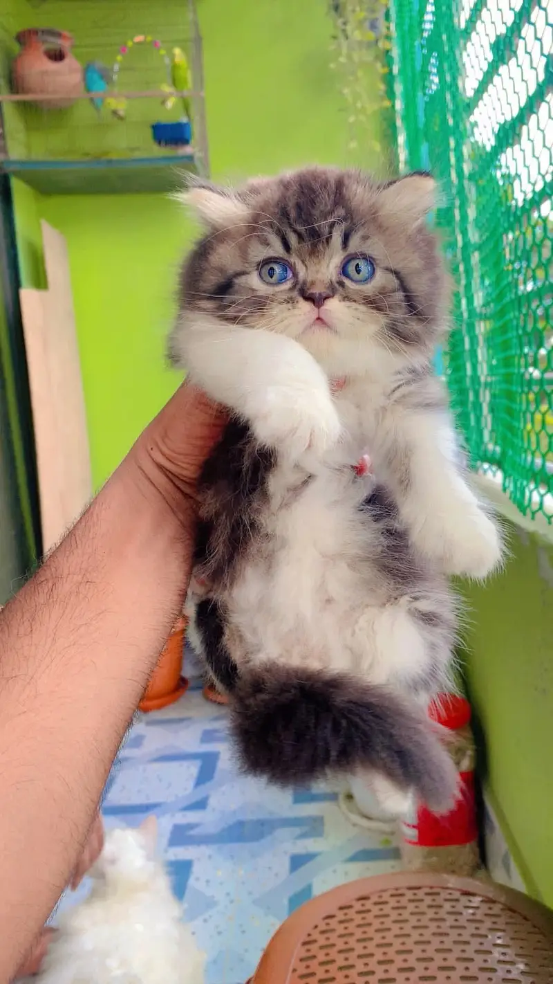 Quality Persian Punchface cat & kitten. moreWhatsApp 03704601257 — photo 3