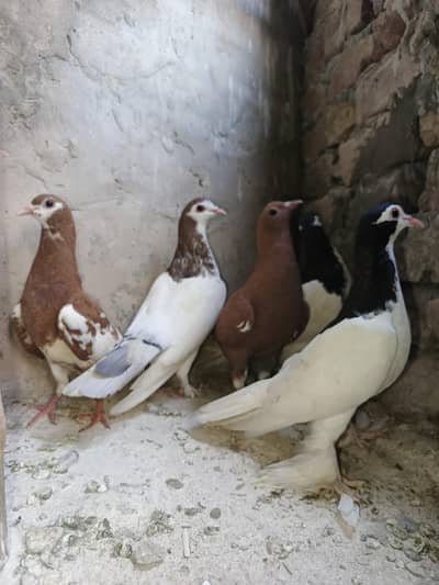 Pigeons for sale