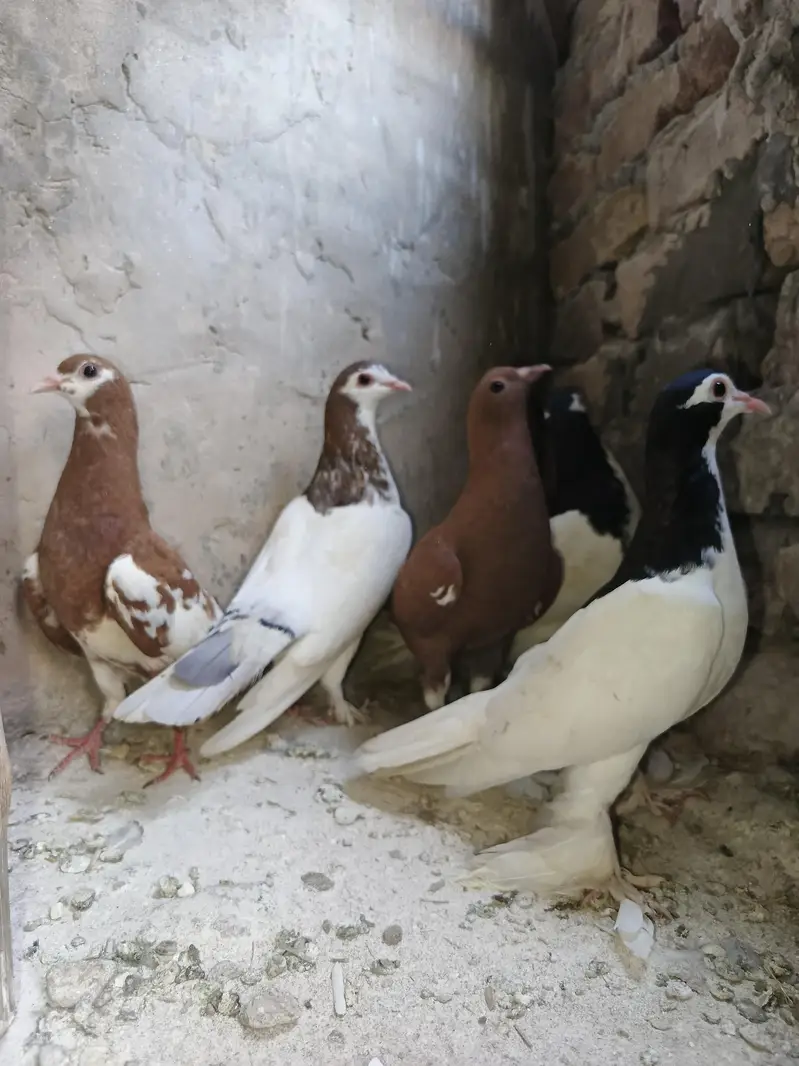 Pigeons for sale