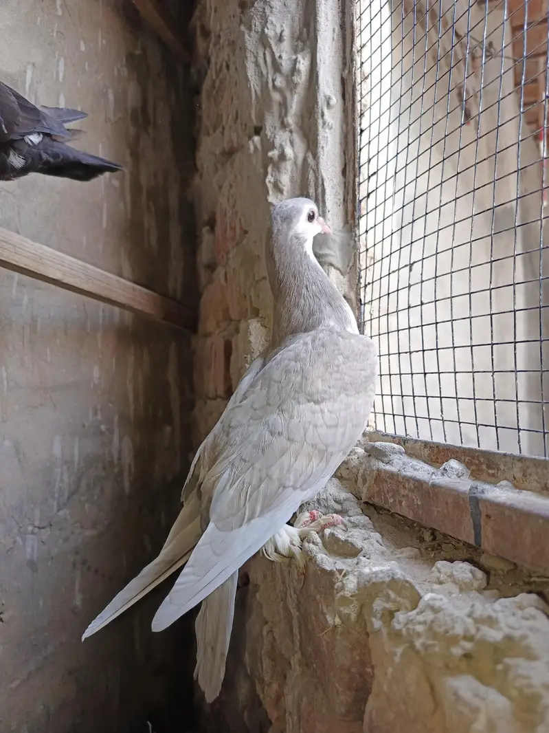 Pigeons for sale — photo 3