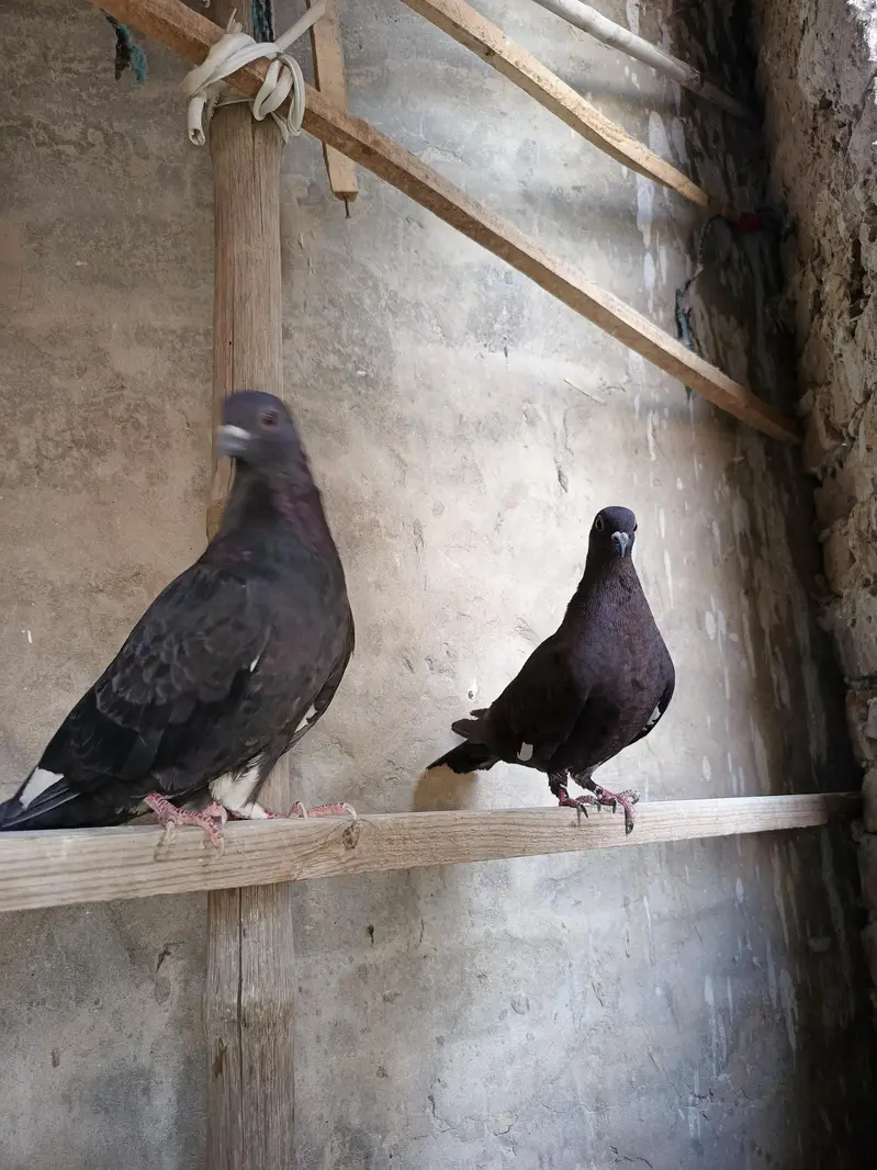 Pigeons for sale — photo 4