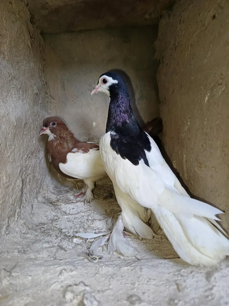Pigeons for sale — photo 6