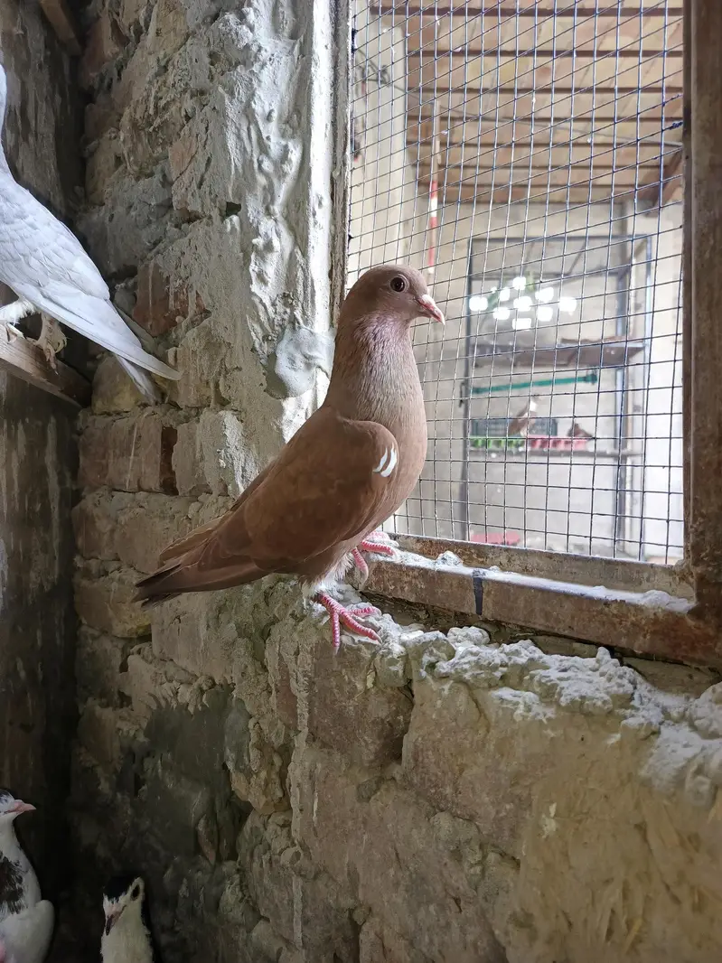 Pigeons for sale — photo 8