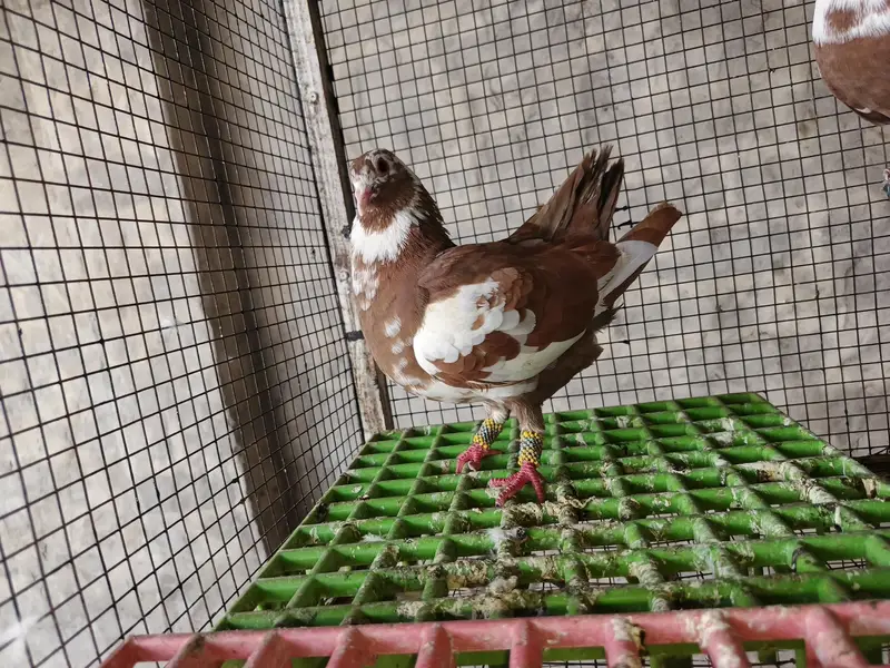 Pigeons for sale — photo 10