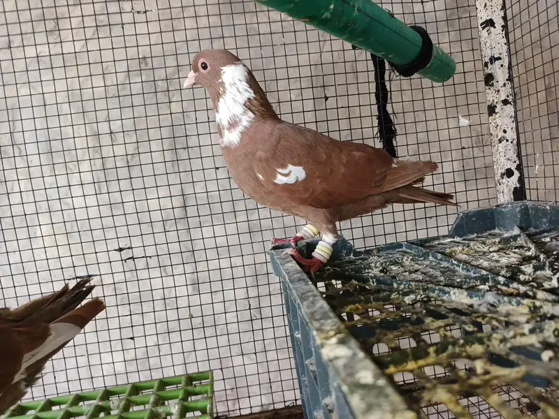 Pigeons for sale — photo 11