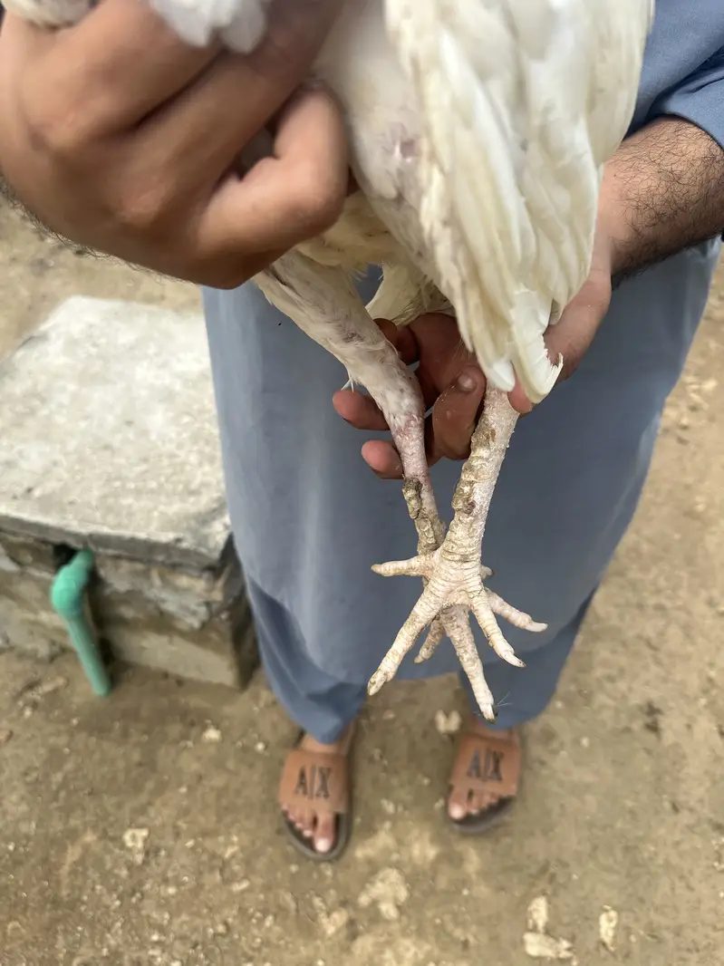 4 aseel hai 1 patha 2 pathian 1 murgi — photo 6