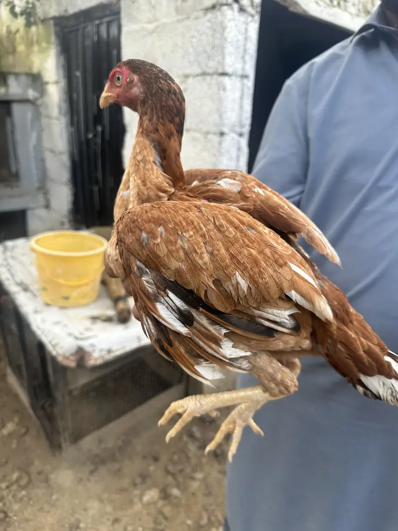 4 aseel hai 1 patha 2 pathian 1 murgi — photo 7