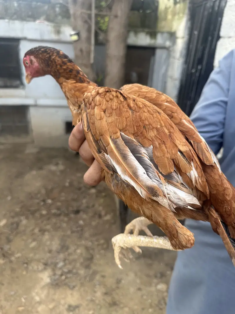 4 aseel hai 1 patha 2 pathian 1 murgi — photo 11
