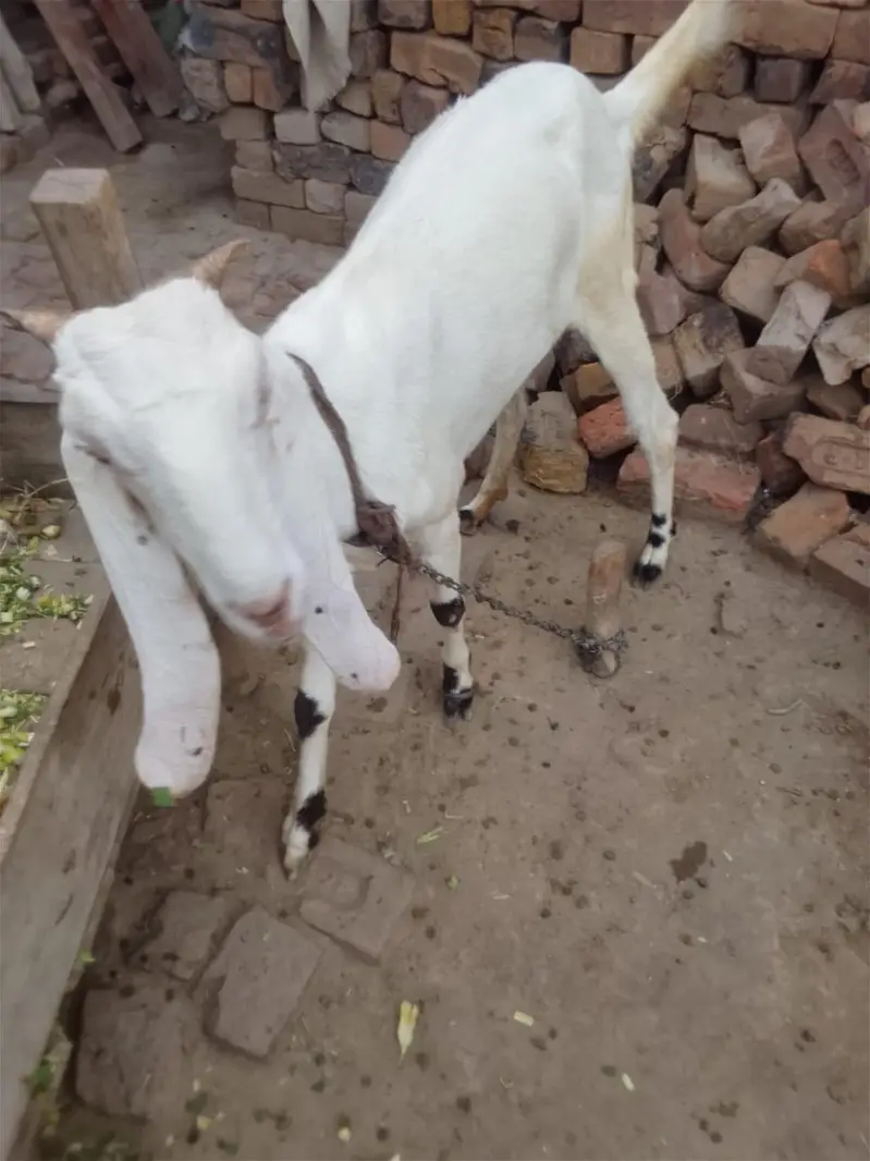 Bakari