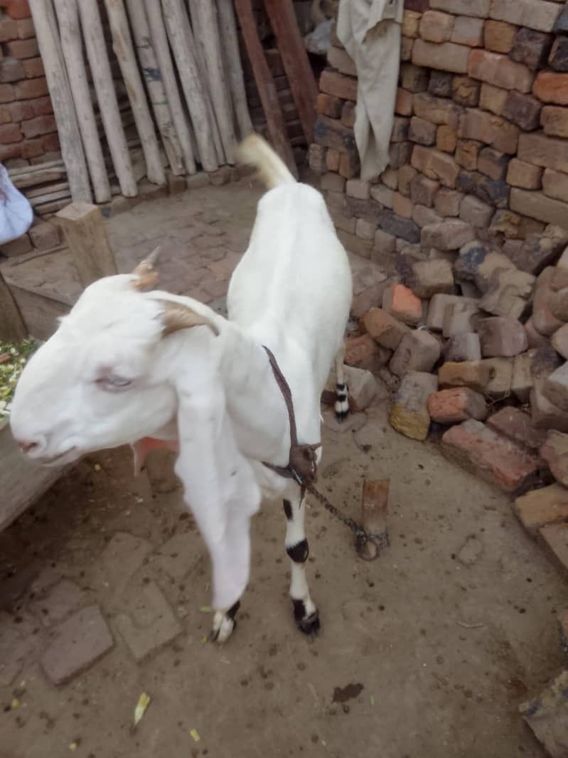 Bakari 3