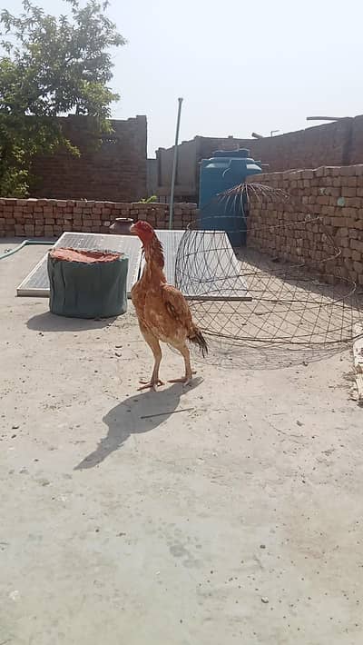 aseel peli salaty