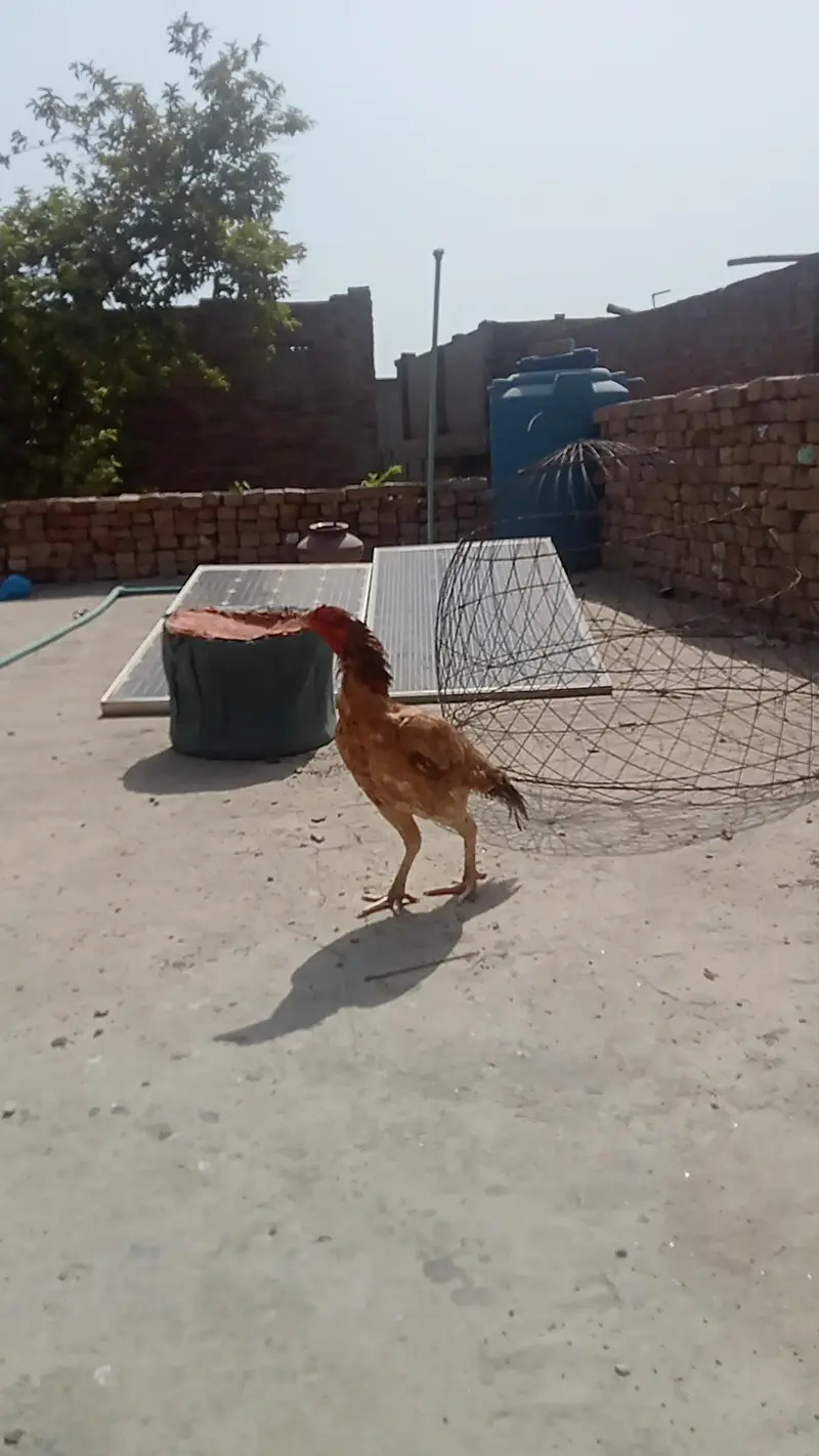 aseel peli salaty — photo 4