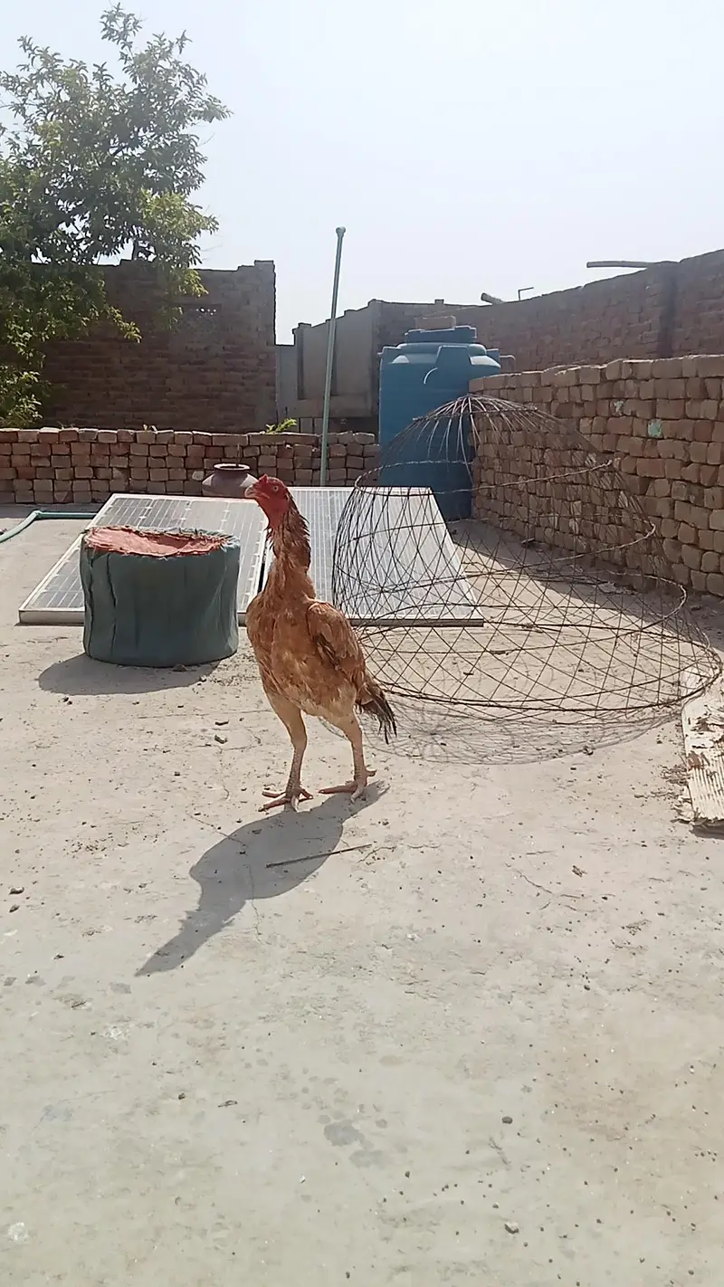 aseel peli salaty — photo 5