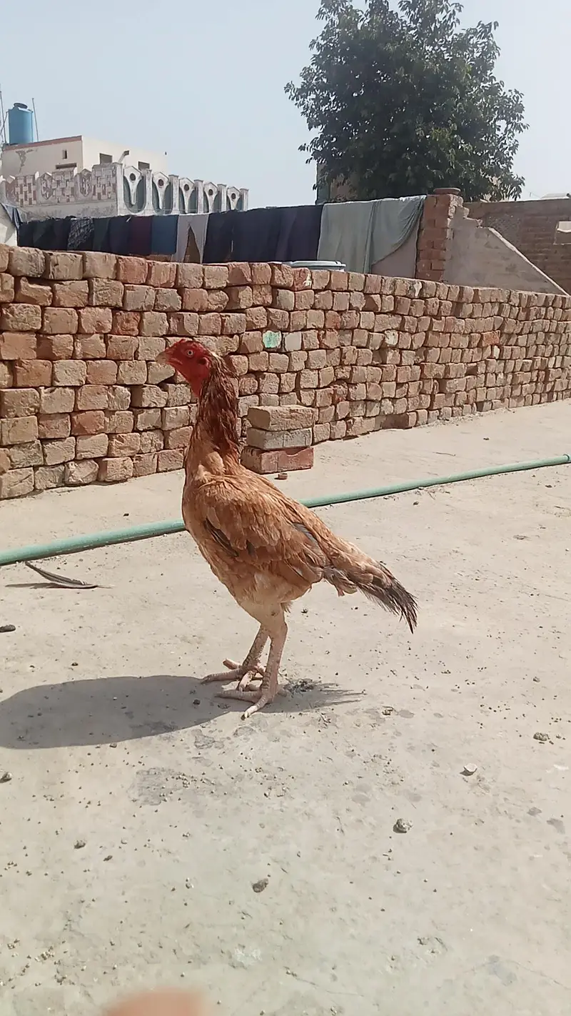 aseel peli salaty — photo 6