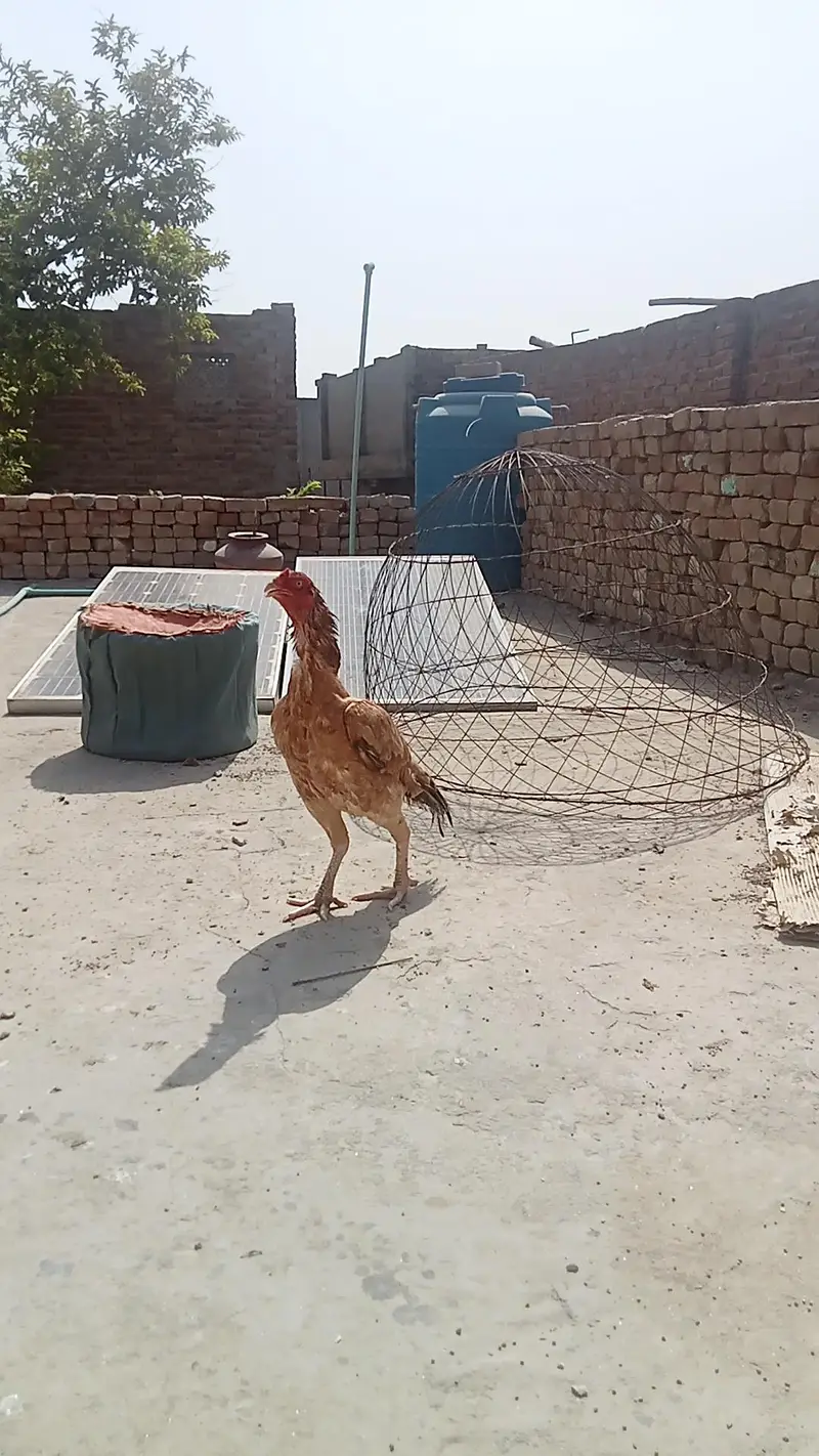 aseel peli salaty — photo 7