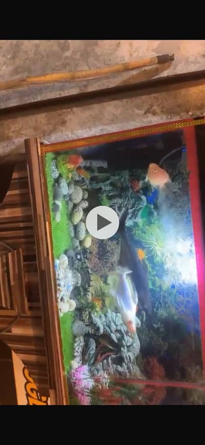 Fish aquarium with fishes
