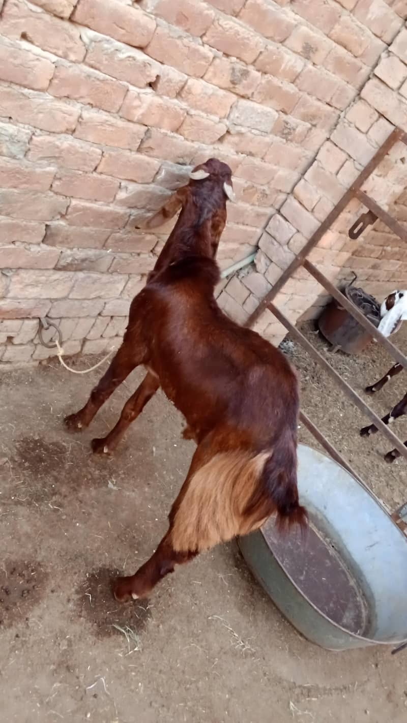 Sindhi nasal 0