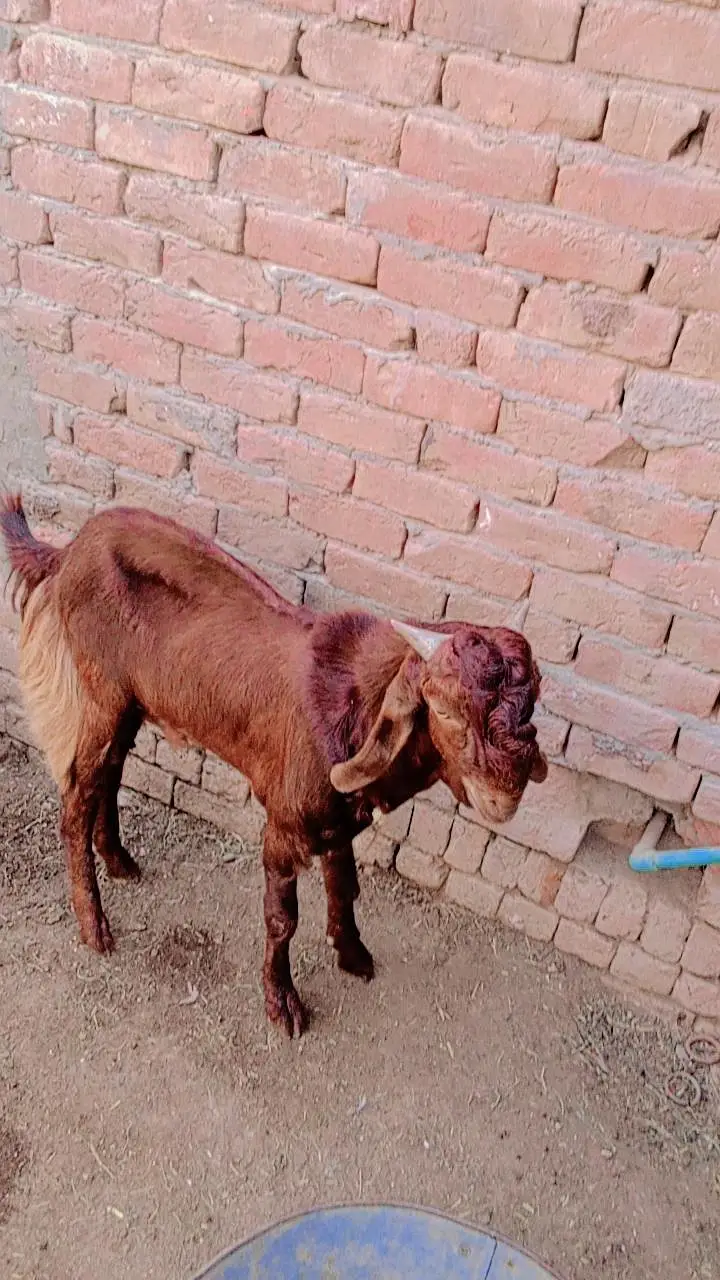 Sindhi nasal — photo 2