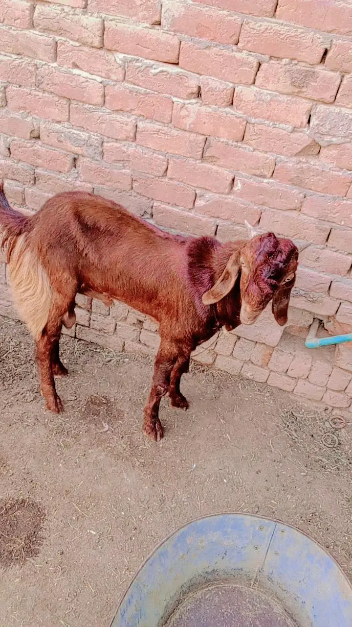 Sindhi nasal — photo 3