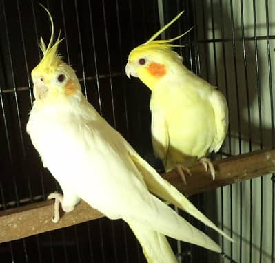 cocktail breader cockatiel