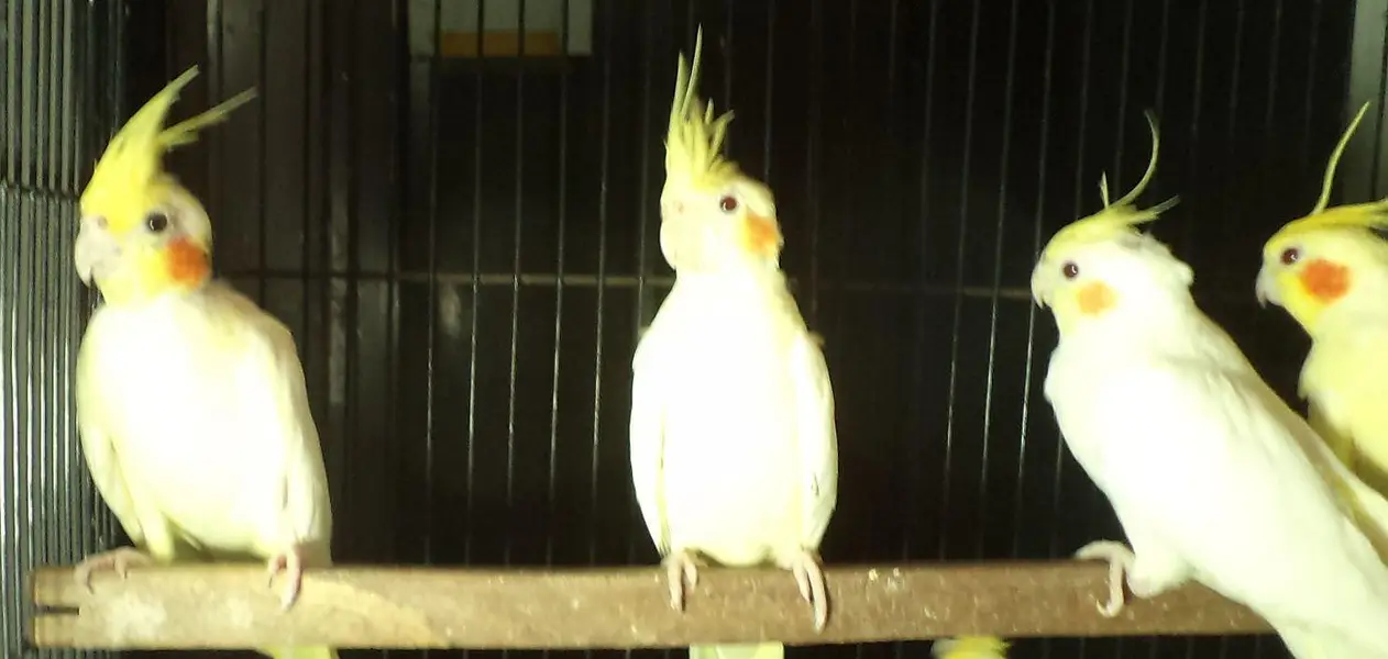 cocktail breader cockatiel — photo 2