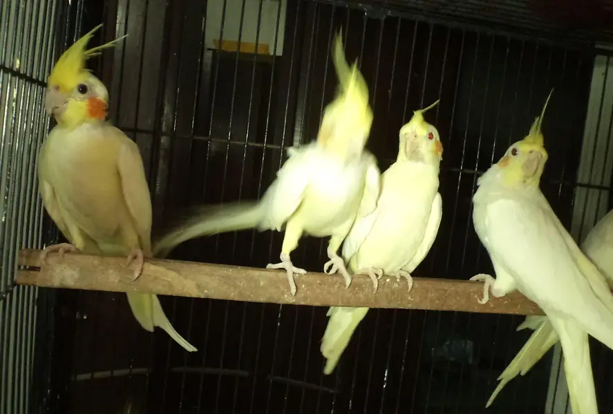 cocktail breader cockatiel — photo 3