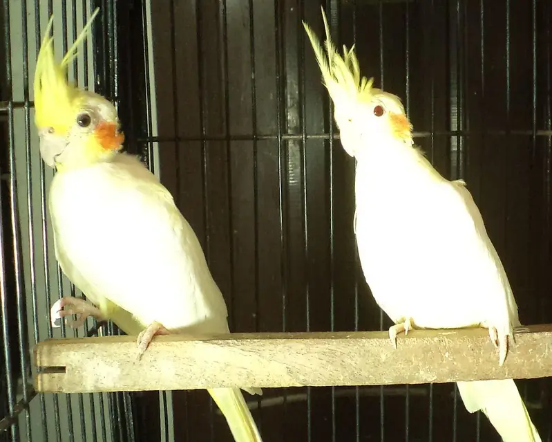 cocktail breader cockatiel — photo 5