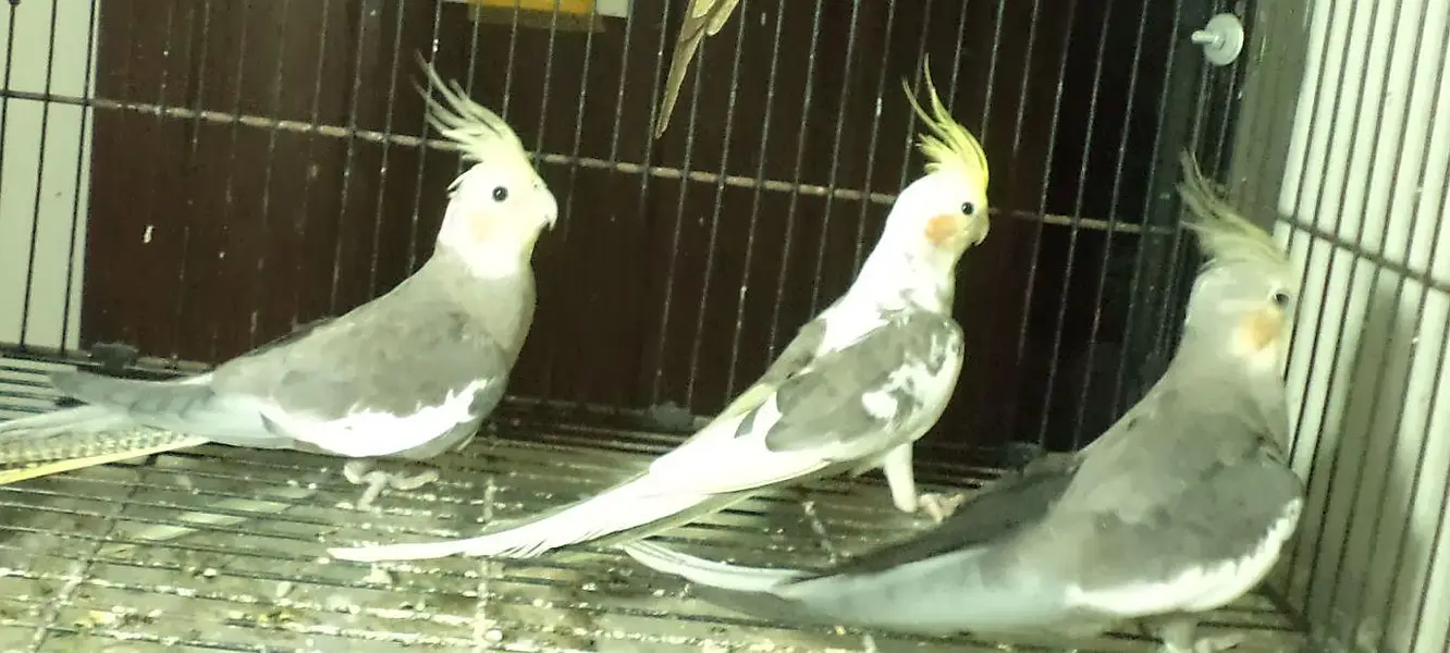 cocktail breader cockatiel — photo 6