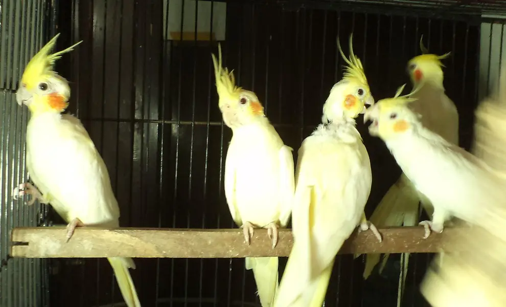cocktail breader cockatiel — photo 7