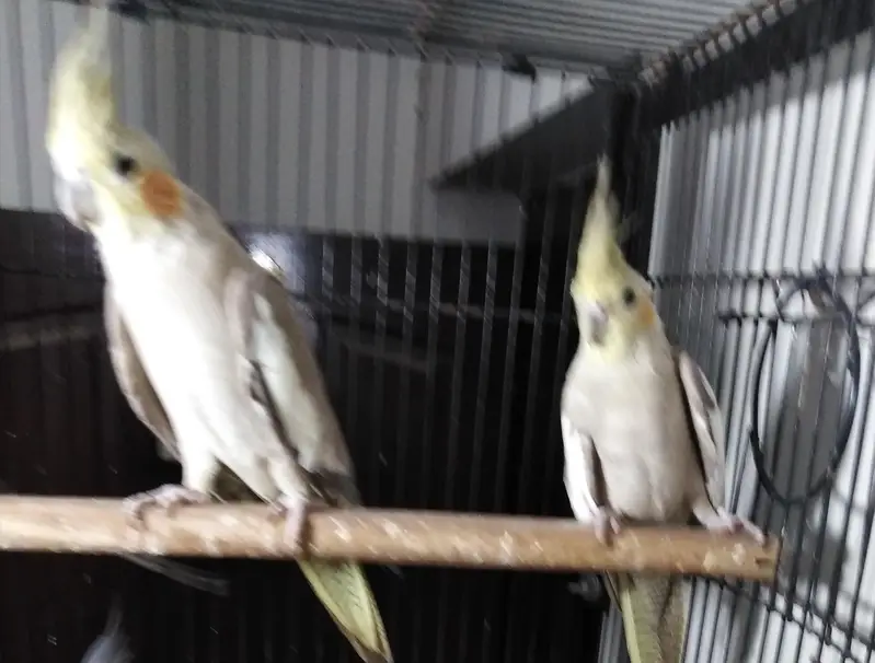 cocktail breader cockatiel — photo 8