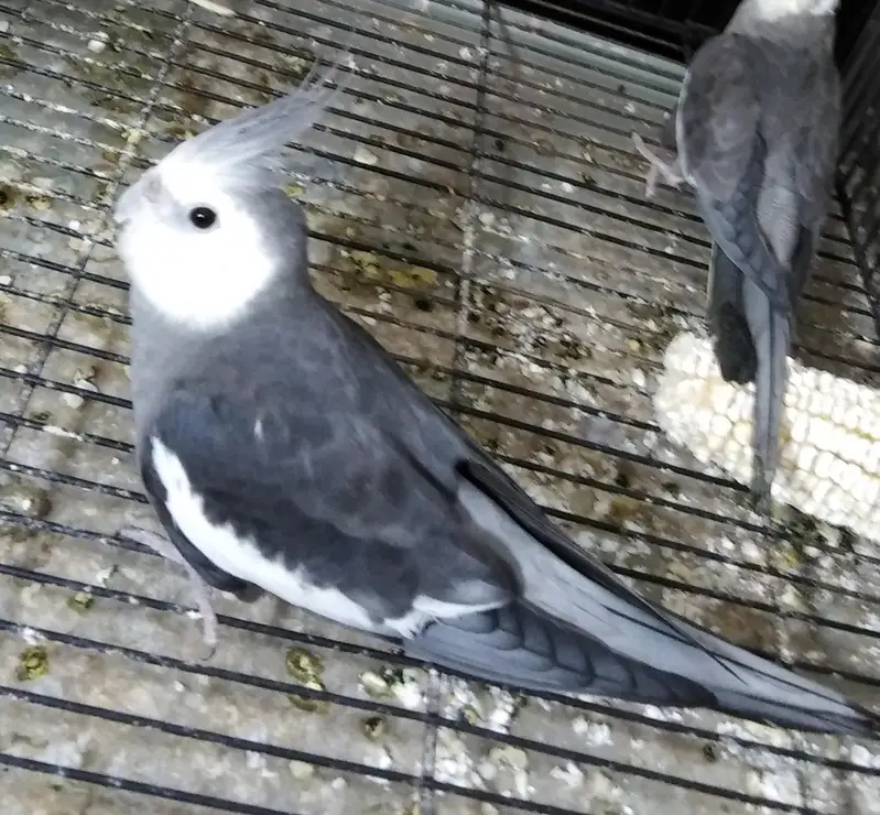 cocktail breader cockatiel — photo 9