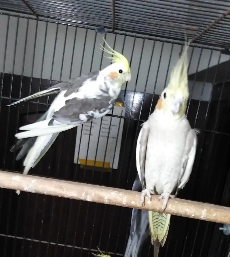 cocktail breader cockatiel — photo 10