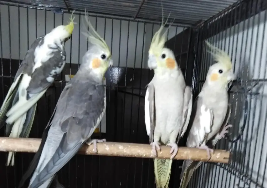 cocktail breader cockatiel — photo 11