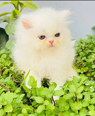 Quality Persian Punchface cat & kitten. moreWhatsApp 03704601257