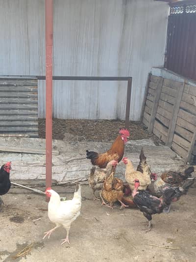 desi hens avelible